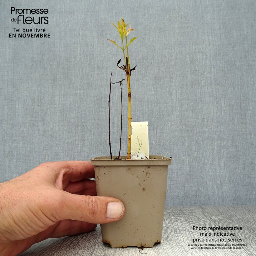 Esemplare di Physostegia virginiana Vivid Vasetto da 8/9 cm come consegnato in autunno
