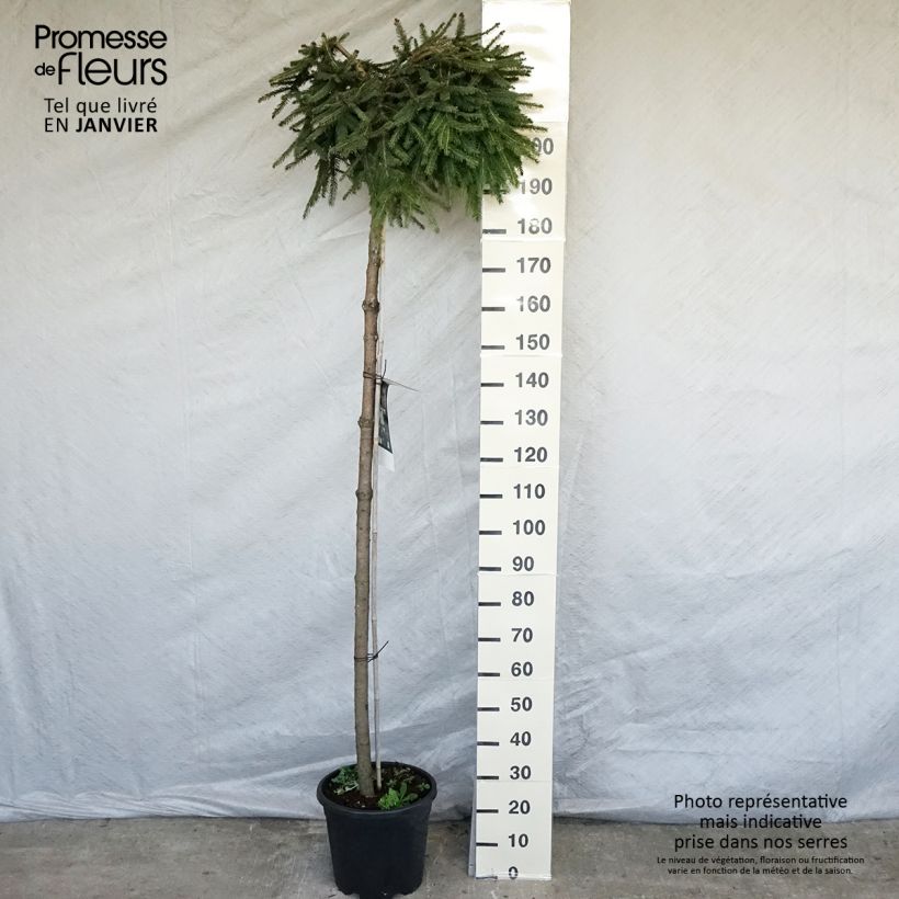 Picea abies Frohburg Vaso da 20L/25L esemplare consegnato in inverno