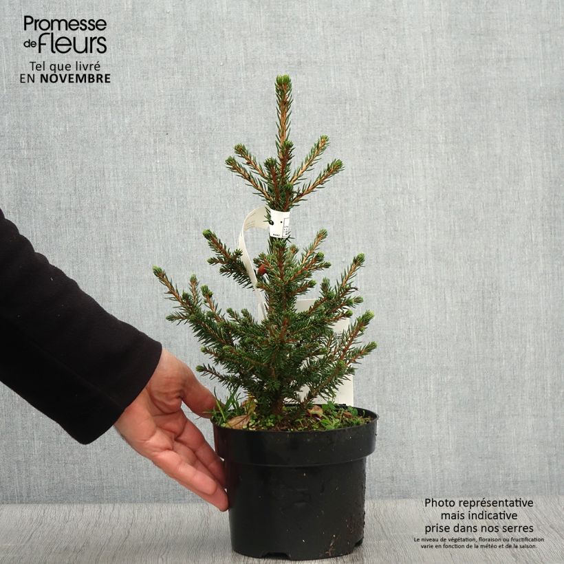 Esemplare di Picea abies Will's Zwerg Vaso da 2L/3L come consegnato in autunno