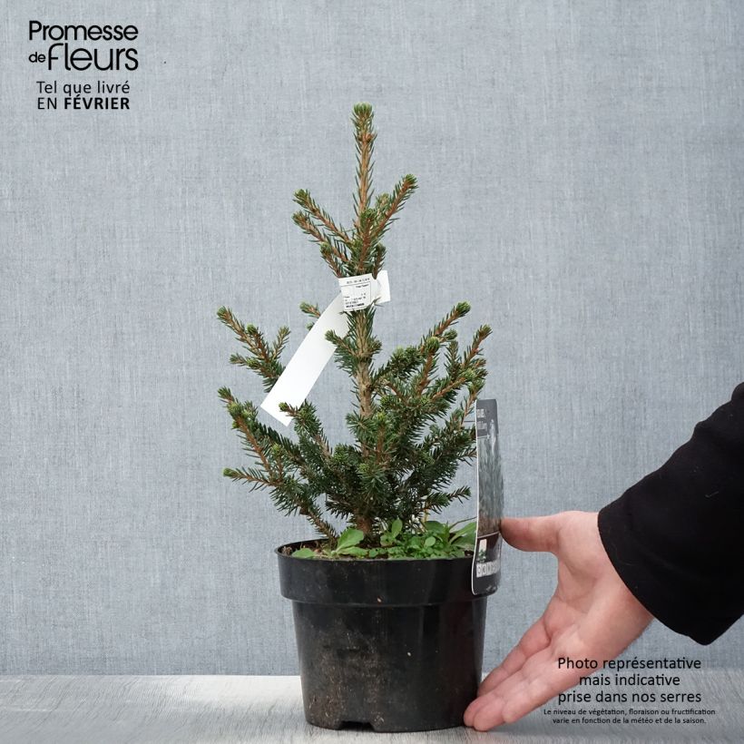 Picea abies Will's Zwerg Vaso da 2L/3L esemplare consegnato in inverno