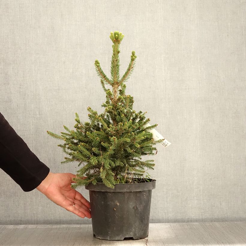 Esemplare di Picea abies Will's Zwerg Vaso da 7,5L/10L come consegnato in autunno