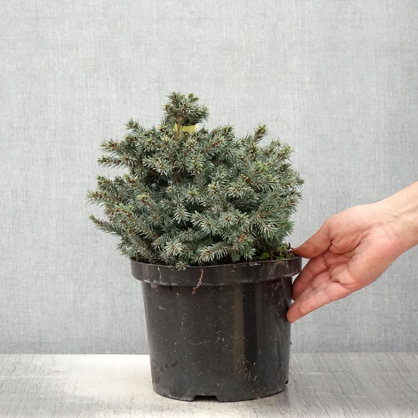 Picea glauca Echiniformis Echt Vaso da 4L/5L esemplare consegnato in primavera