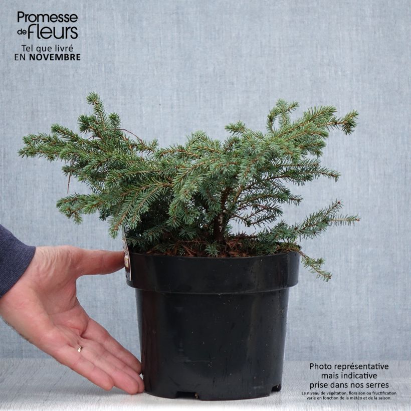 Esemplare di Picea mariana Nana Vaso da 2L/3L come consegnato in autunno