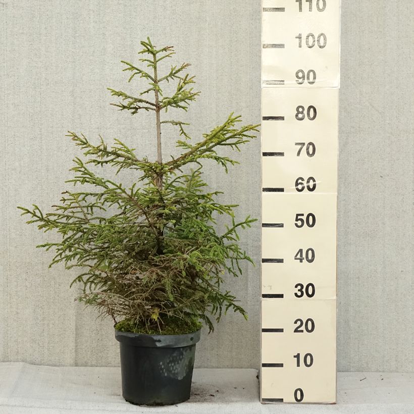 Esemplare di Picea orientalis Aureospicata Vaso da 7,5L/10L come consegnato in autunno