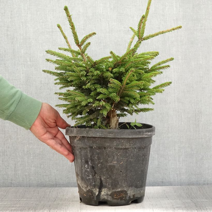 Esemplare di Picea orientalis Barnes Vaso da 3L/4L consegnato in estate