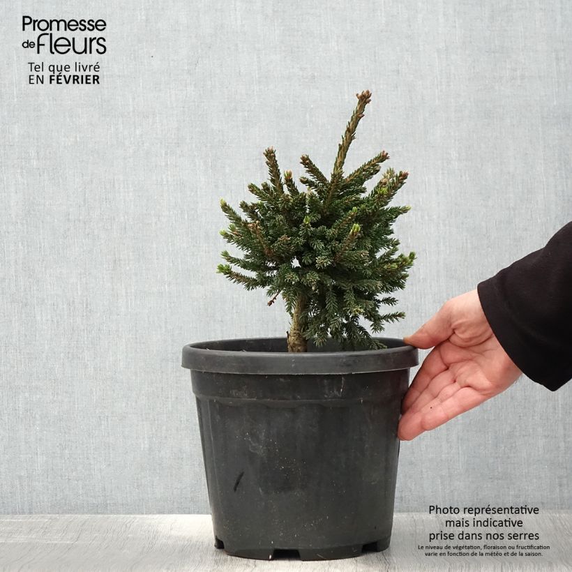 Picea orientalis Barnes Vaso da 3L/4L esemplare consegnato in inverno