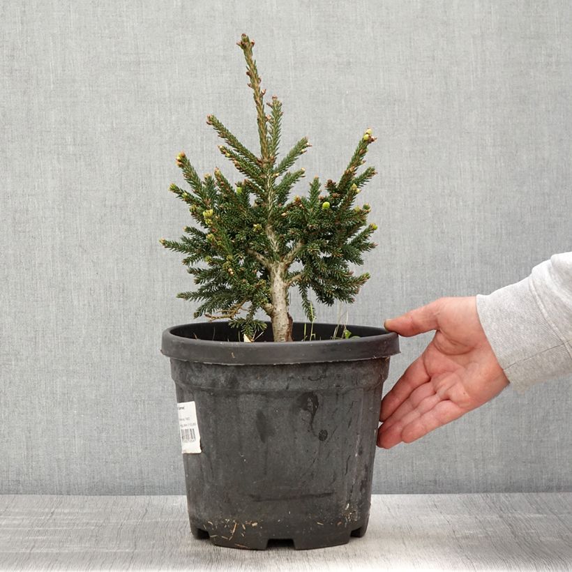 Picea orientalis Barnes Vaso da 3L/4L esemplare consegnato in primavera