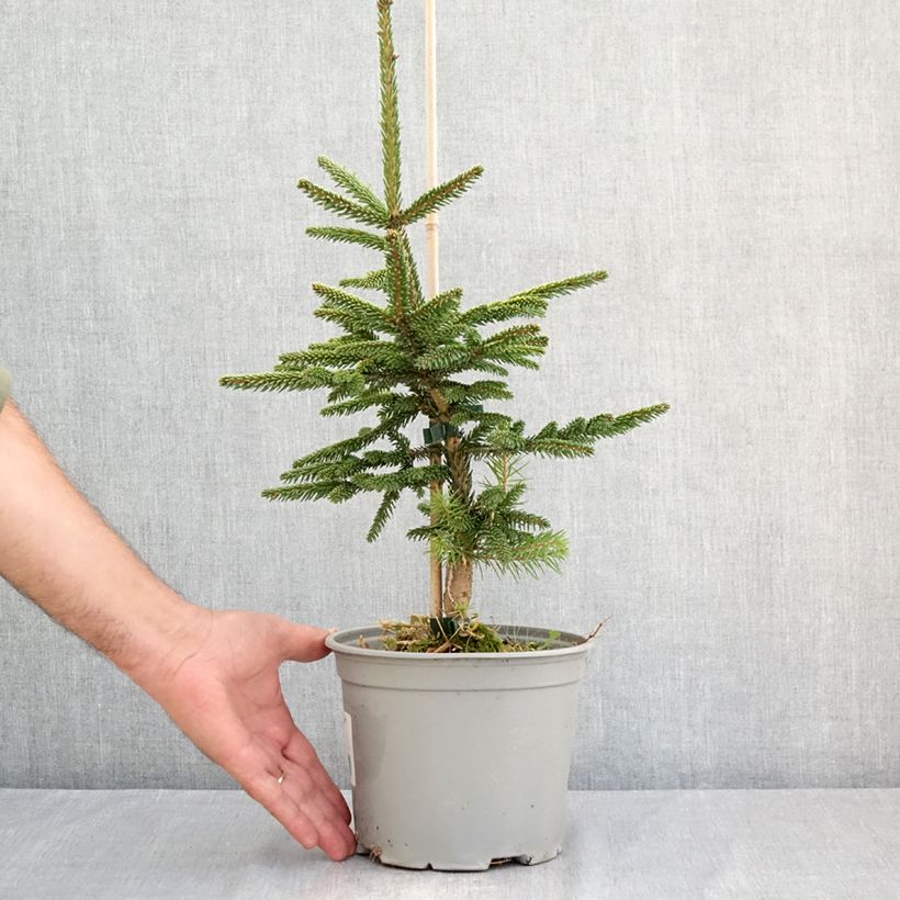 Esemplare di Picea orientalis Summergold Vaso da 3L/4L consegnato in estate