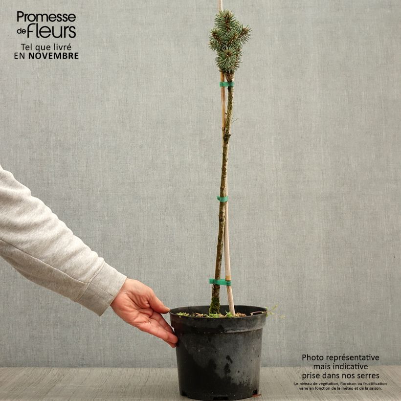 Esemplare di Picea pungens Brynek Vaso da 4L/5L come consegnato in autunno