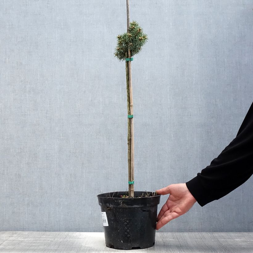 Picea pungens Brynek Vaso da 4L/5L, Vaso impalcato esemplare consegnato in primavera