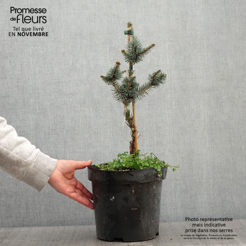 Esemplare di Picea pungens Iseli Foxtail Vaso da 3L/4L come consegnato in autunno