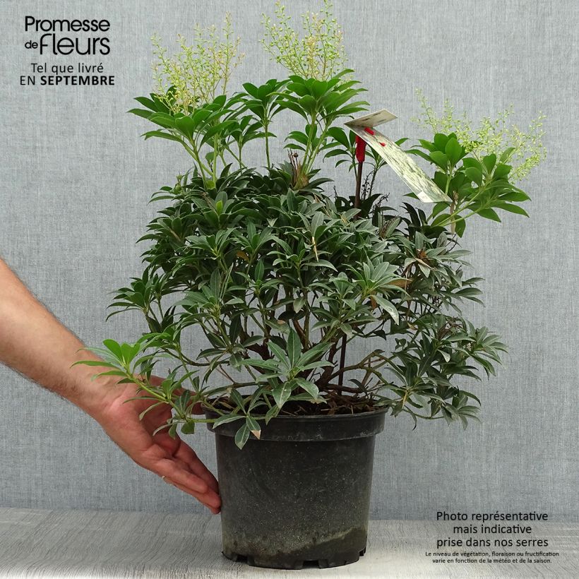 Esemplare di Pieris japonica Debutante Vaso da 4L/5L come consegnato in autunno