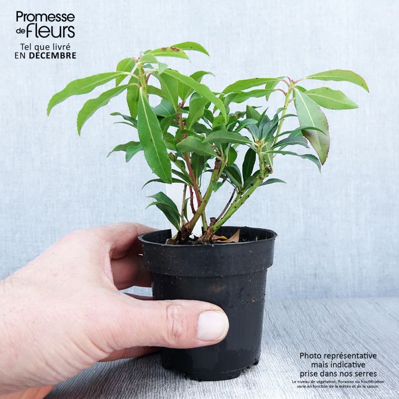 Esemplare di Pieris japonica Forest Flame Vasetto da 8/9 cm come consegnato in autunno