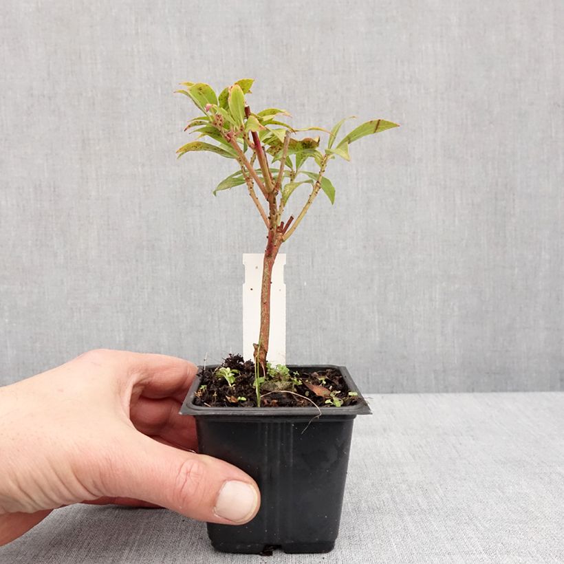 Pieris japonica Forest Flame Vasetto da 8/9 cm esemplare consegnato in inverno