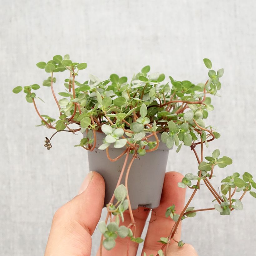 Pilea glaucophylla Greyzy Mini-plante esemplare consegnato in primavera