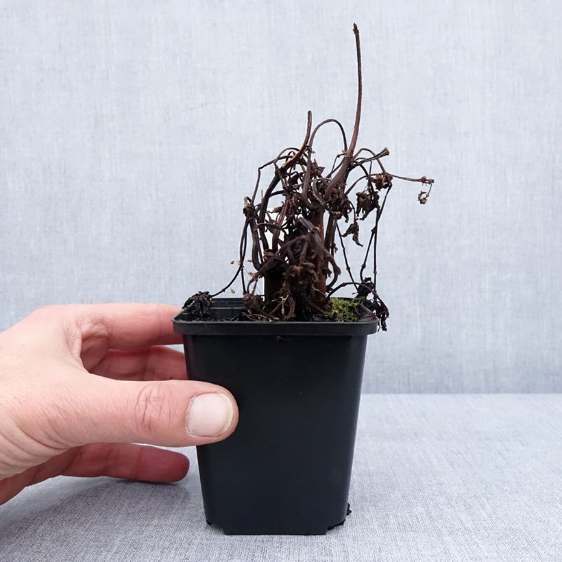 Pilea matsudai Taiwan Silver Vasetto da 8/9 cm esemplare consegnato in inverno