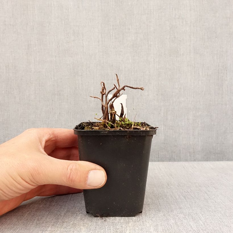 Pilea matsudai Taiwan Silver Vasetto da 8/9 cm esemplare consegnato in primavera