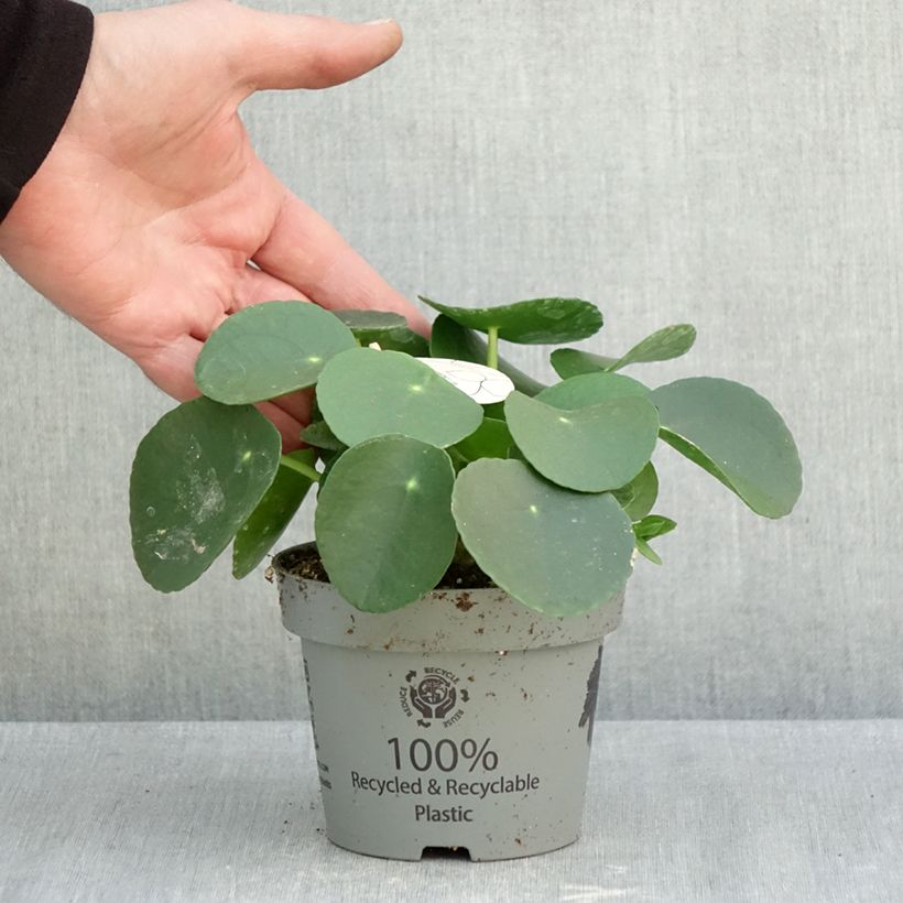 Esemplare di Pianta delle monete - Pilea peperomioides Vaso da Ø 12 cm / 13 cm come consegnato in autunno