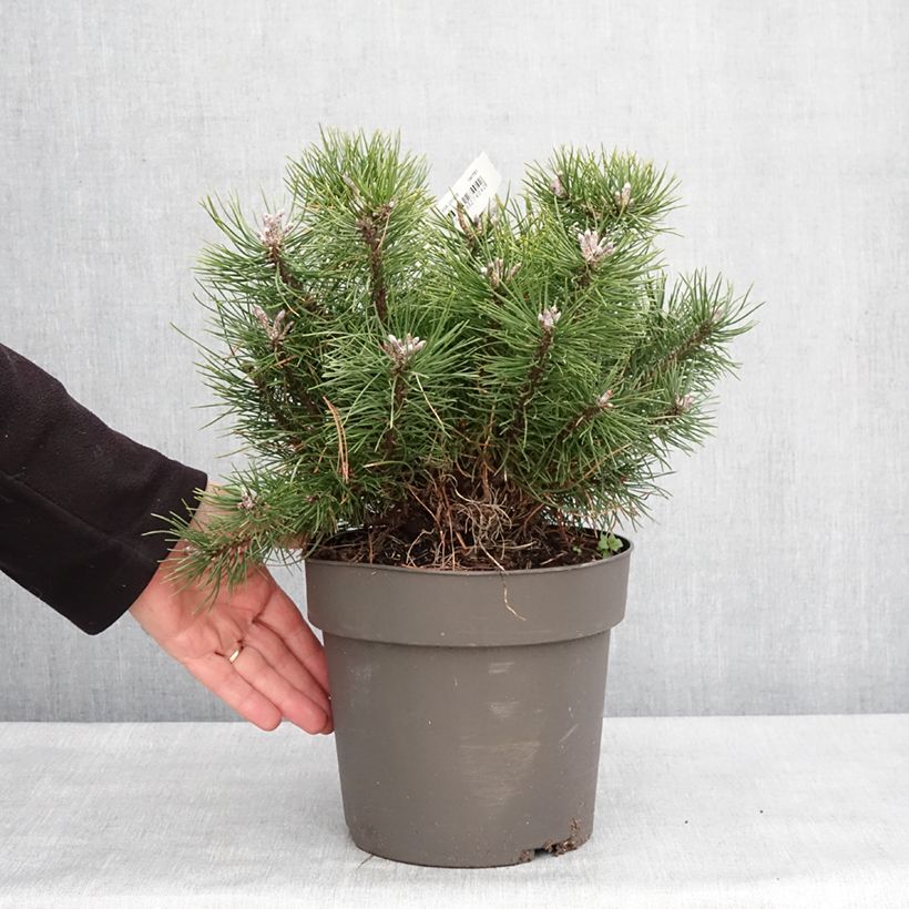 Pinus uncinata Pezzo esemplare consegnato in inverno