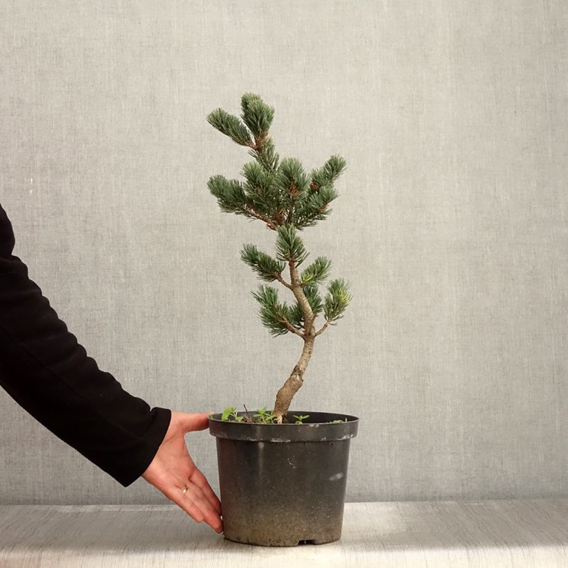 Esemplare di Pinus parviflora Fukai Vaso da 4L/5L come consegnato in autunno