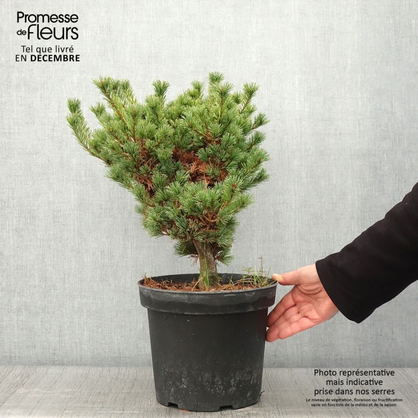 Esemplare di Pinus parviflora Kokuho Vaso da 7,5L/10L come consegnato in autunno