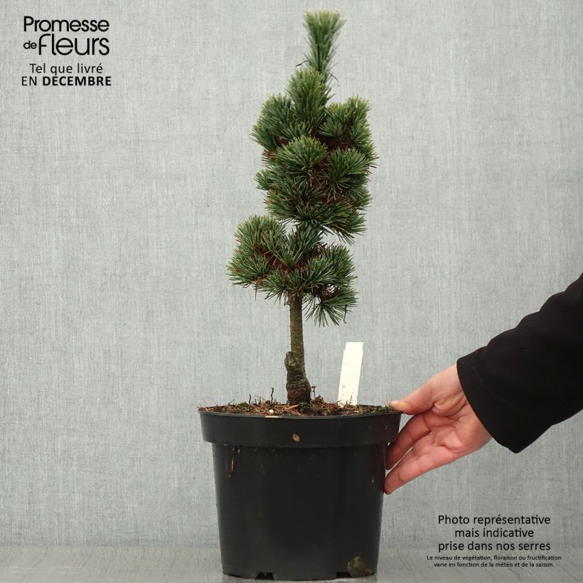 Esemplare di Pinus cembra Compacta Glauca Vaso da 4L/5L come consegnato in autunno