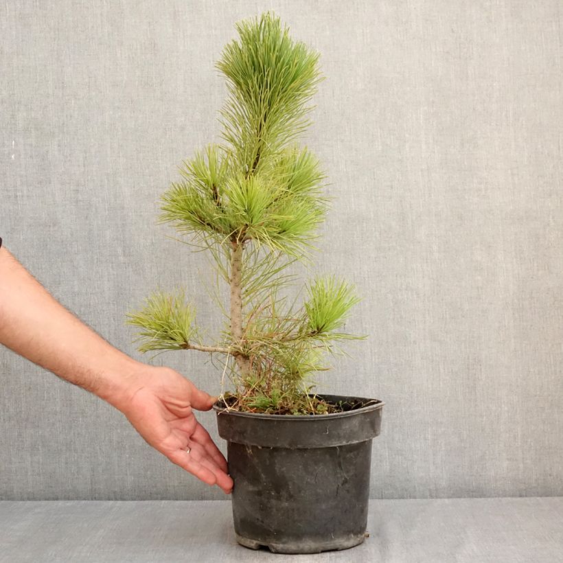 Esemplare di Pino cembro - Pinus cembra Vaso da 3L/4L consegnato in estate