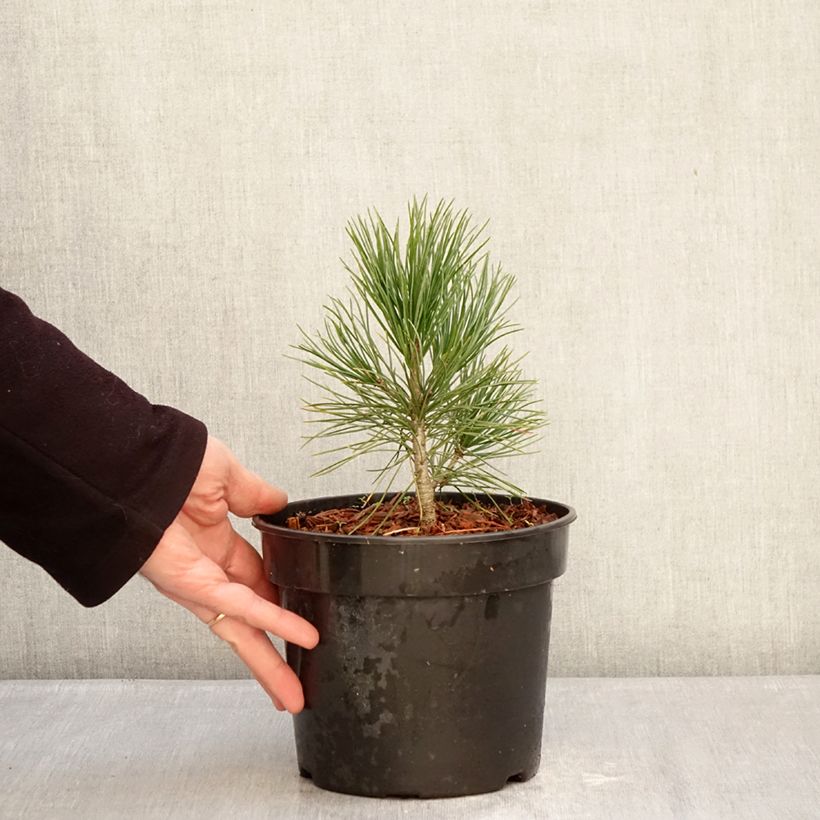 Pino cembro - Pinus cembra Vaso da 3L/4L esemplare consegnato in inverno