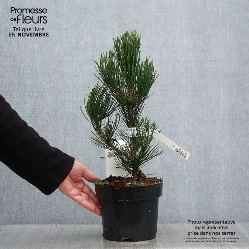 Esemplare di Pinus heldreichii Compact Gem Vaso da 2L/3L come consegnato in autunno
