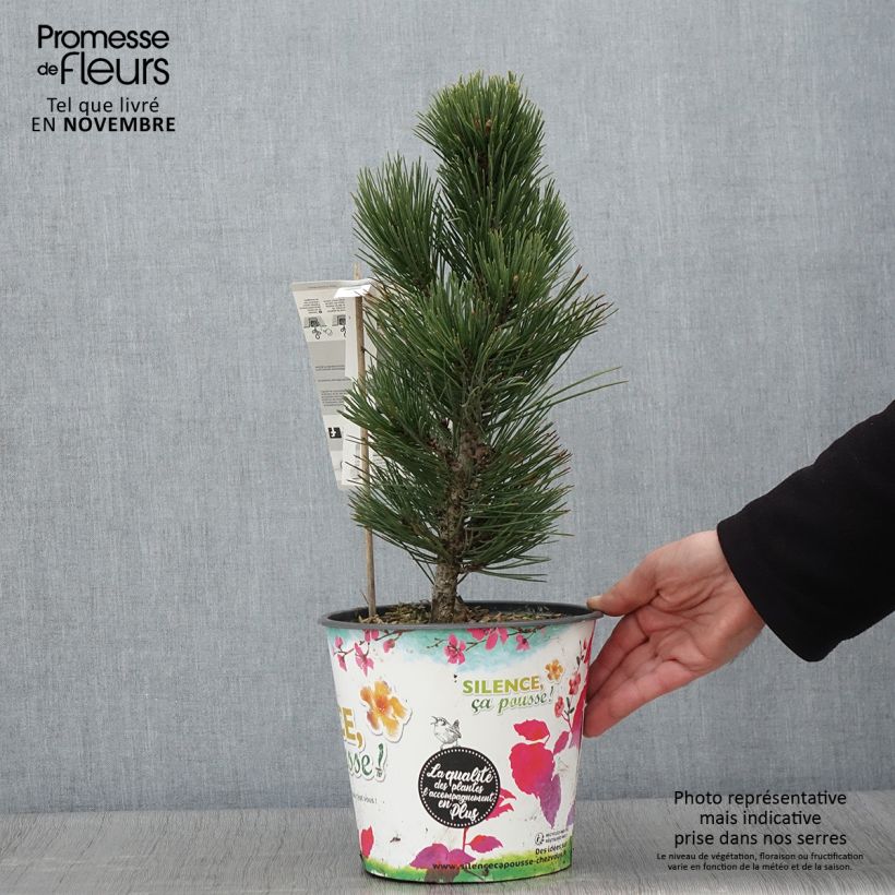 Esemplare di Pinus heldreichii Compact Gem Vaso da 4L/5L come consegnato in autunno
