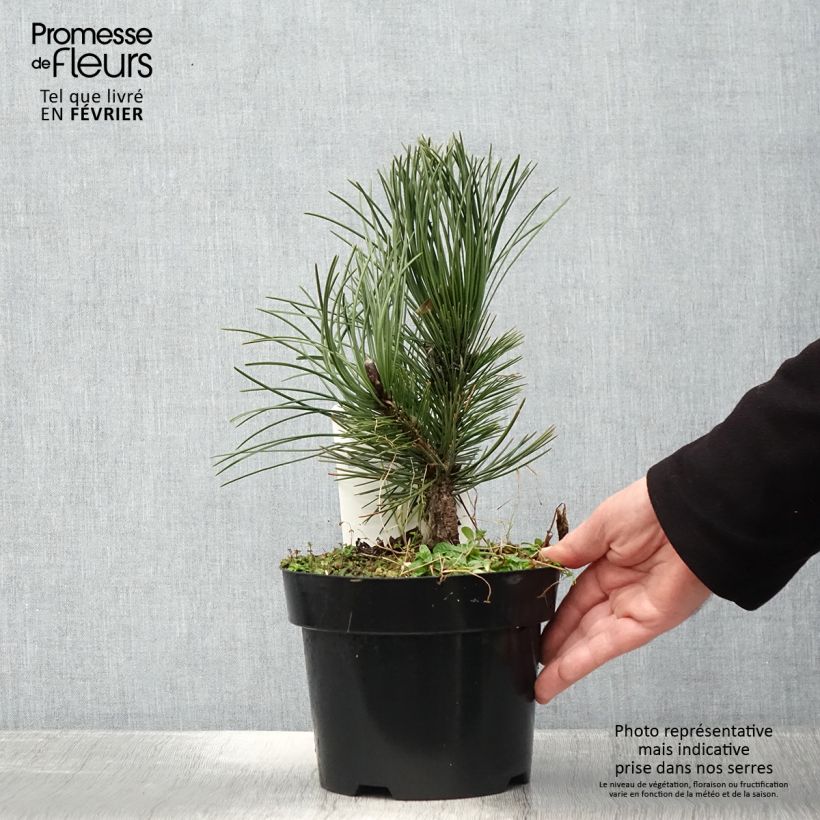 Pinus heldreichii Malinkii Vaso da 2L/3L esemplare consegnato in inverno