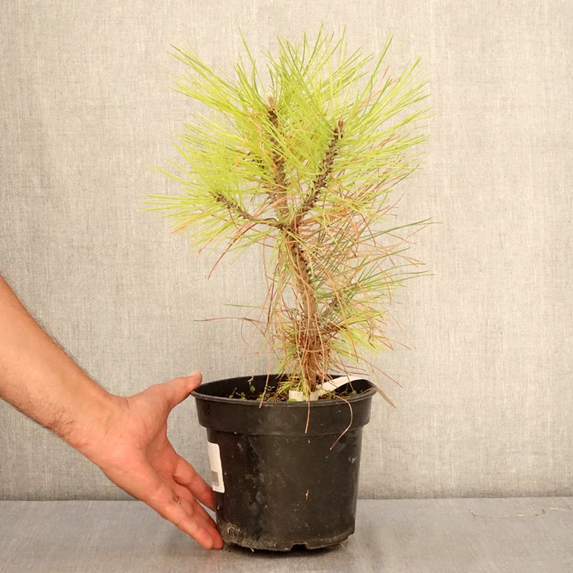 Esemplare di Pinus jeffreyi Vaso da 3L/4L consegnato in estate
