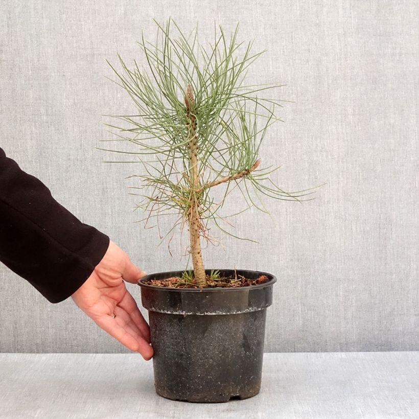 Pinus jeffreyi Vaso da 3L/4L esemplare consegnato in inverno