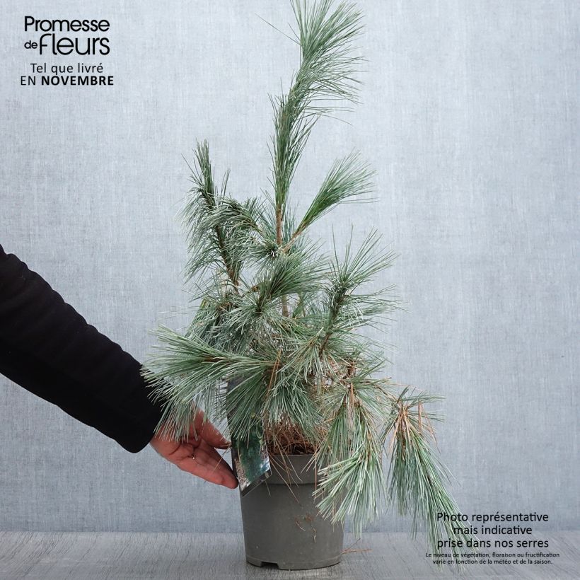 Esemplare di Pinus wallichiana Densa Hill Vaso da 3L/4L come consegnato in autunno