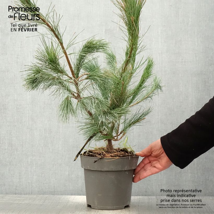 Pinus wallichiana Densa Hill Vaso da 3L/4L esemplare consegnato in inverno