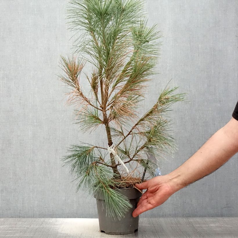 Pinus wallichiana Densa Hill Vaso da 3L/4L esemplare consegnato in primavera