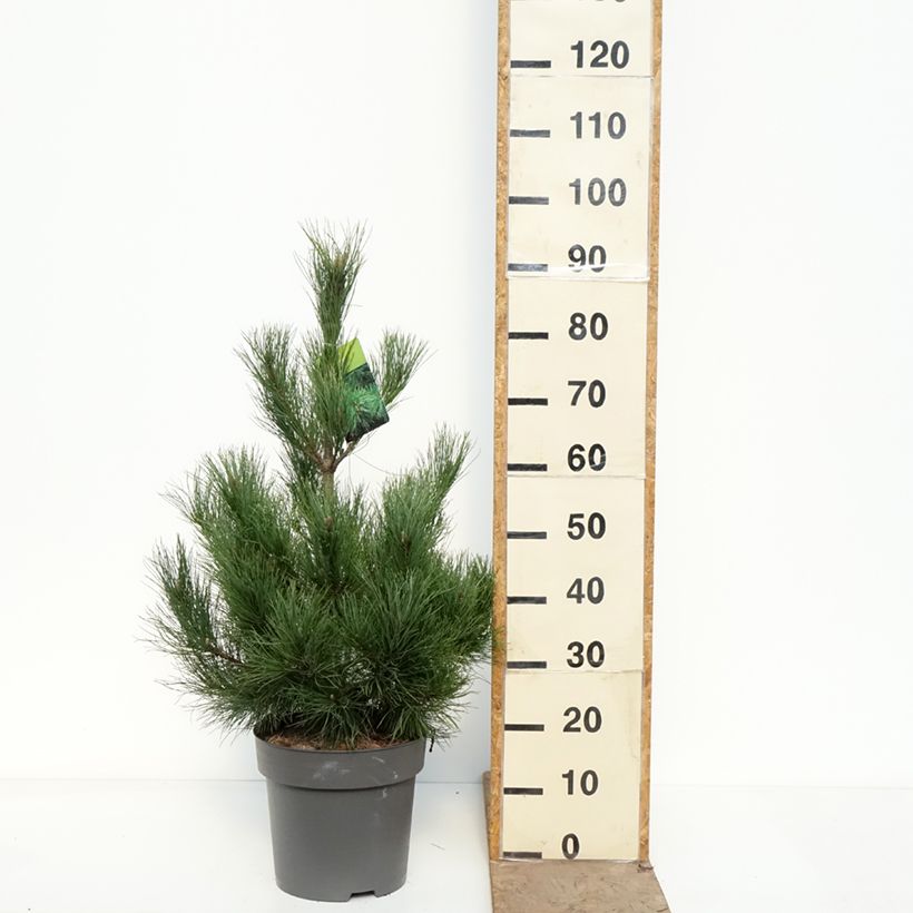 Pinus peuce Vaso da 7,5L/10L esemplare consegnato in primavera
