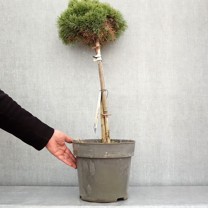 Pinus mugo Allgäu Vaso da 4L/5L esemplare consegnato in inverno