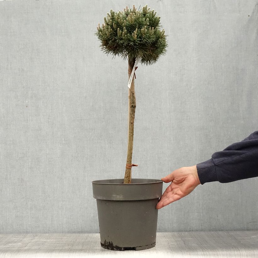 Pinus mugo Allgäu Vaso da 4L/5L, Vaso impalcato esemplare consegnato in primavera