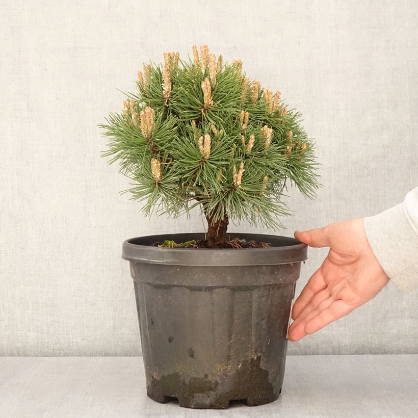 Pinus mugo Benjamin Vaso da 2L/3L esemplare consegnato in primavera