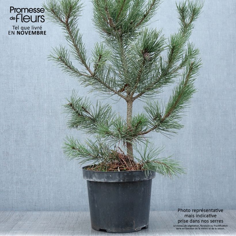 Esemplare di Pinus mugo Gnom Vaso da 7,5L/10L come consegnato in autunno