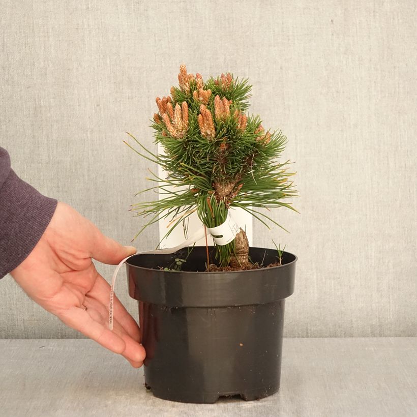 Pinus mugo Heideperle Vaso da 2L/3L esemplare consegnato in primavera