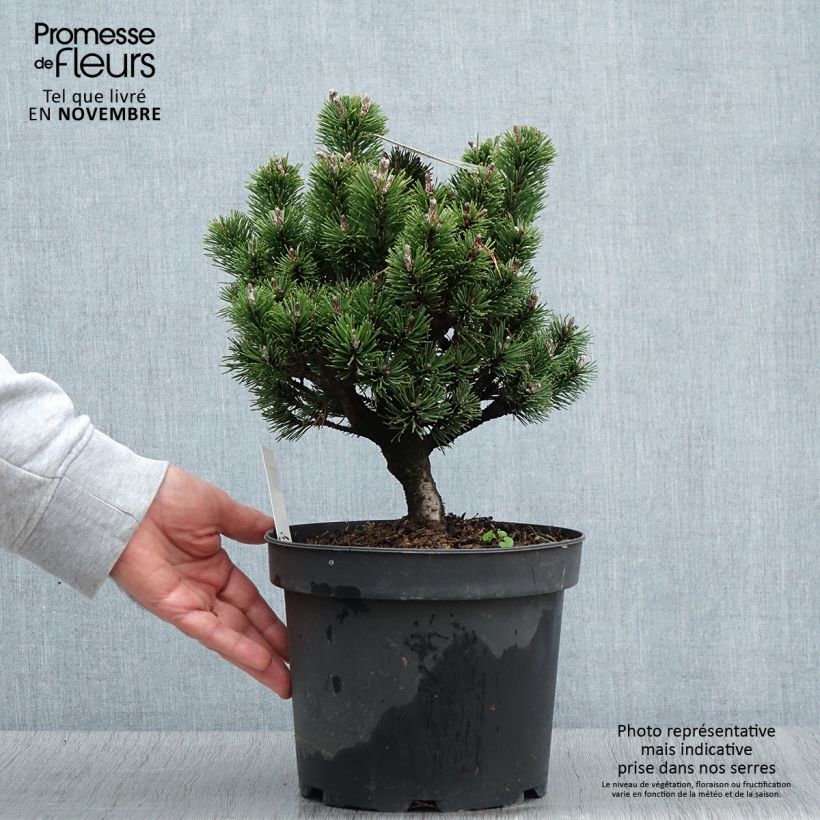 Esemplare di Pinus mugo Lilliput Vaso da 4L/5L come consegnato in autunno