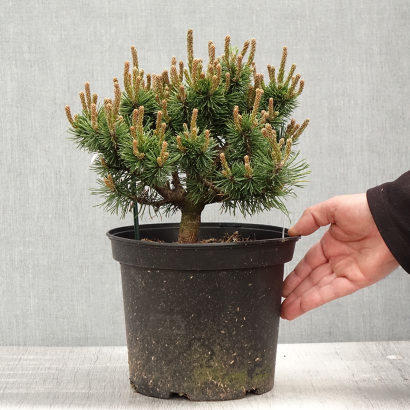 Pinus mugo Lilliput Vaso da 4L/5L esemplare consegnato in primavera