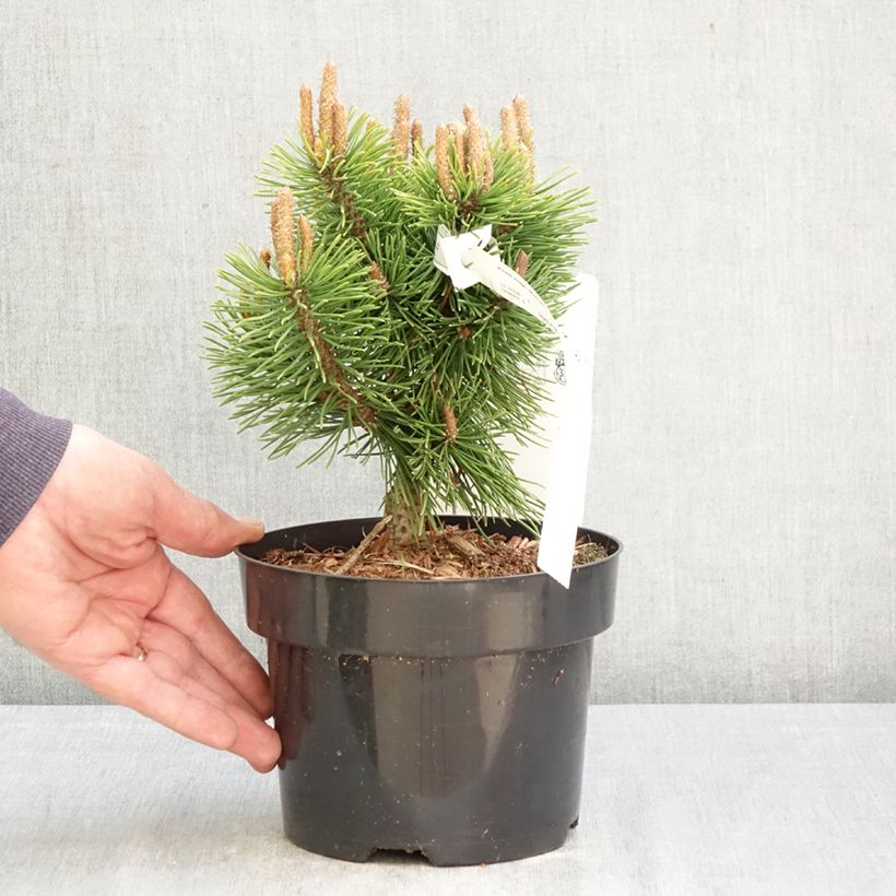 Pinus mugo Mumpitz Vaso da 2L/3L esemplare consegnato in primavera