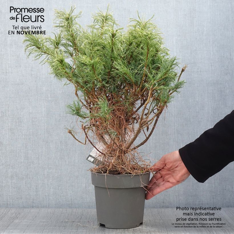 Esemplare di Pinus strobus Green Twist - Pino strobo Vaso da 2L/3L come consegnato in autunno