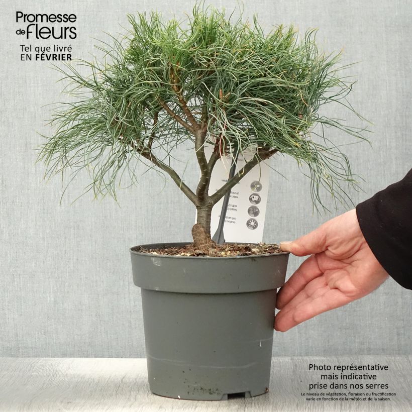 Pinus strobus Green Twist - Pino strobo Vaso da 2L/3L esemplare consegnato in inverno