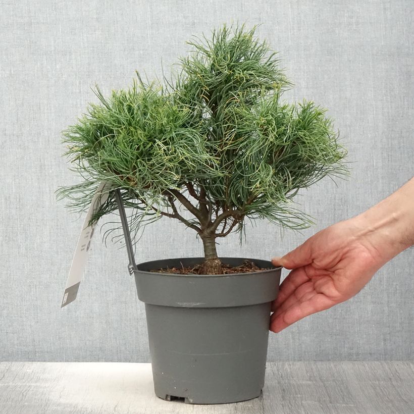 Pinus strobus Green Twist - Pino strobo Vaso da 2L/3L esemplare consegnato in primavera