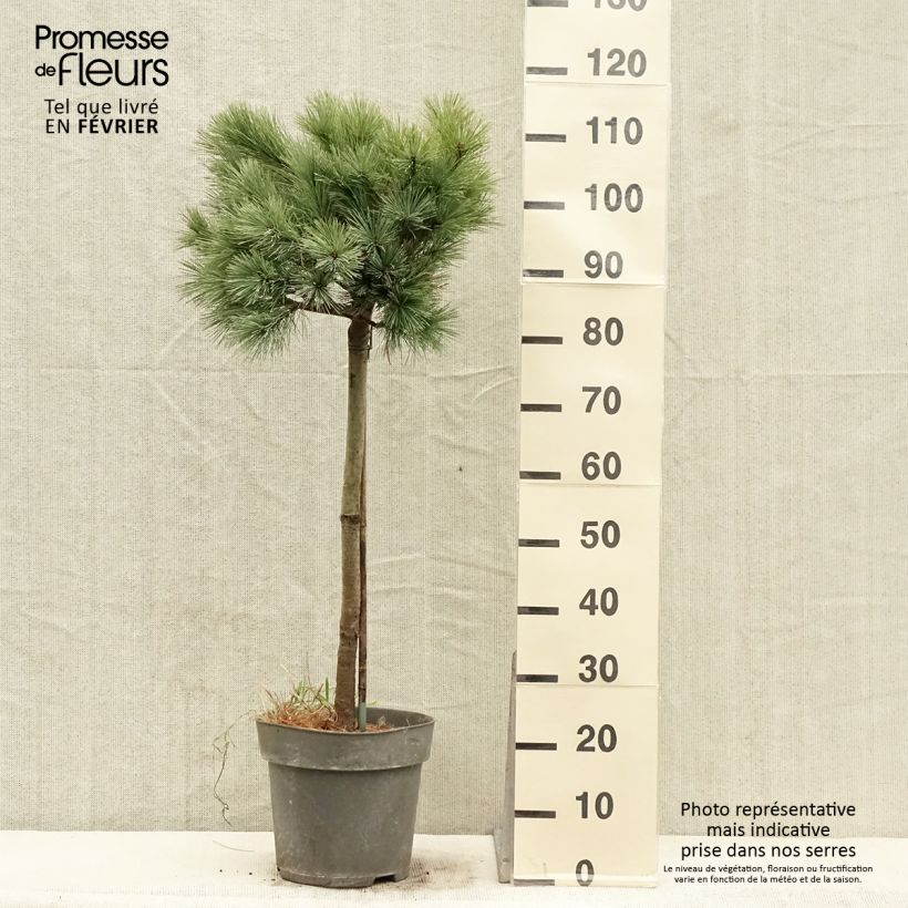 Pinus strobus Mary Butler - Pino strobo Vaso da 7,5L/10L esemplare consegnato in inverno