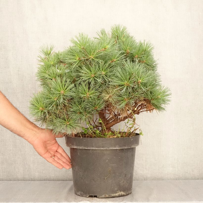 Esemplare di Pinus strobus Minuta - Pino strobo Vaso da 7,5L/10L consegnato in estate